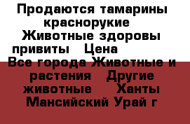 Продаются тамарины краснорукие . Животные здоровы привиты › Цена ­ 85 000 - Все города Животные и растения » Другие животные   . Ханты-Мансийский,Урай г.